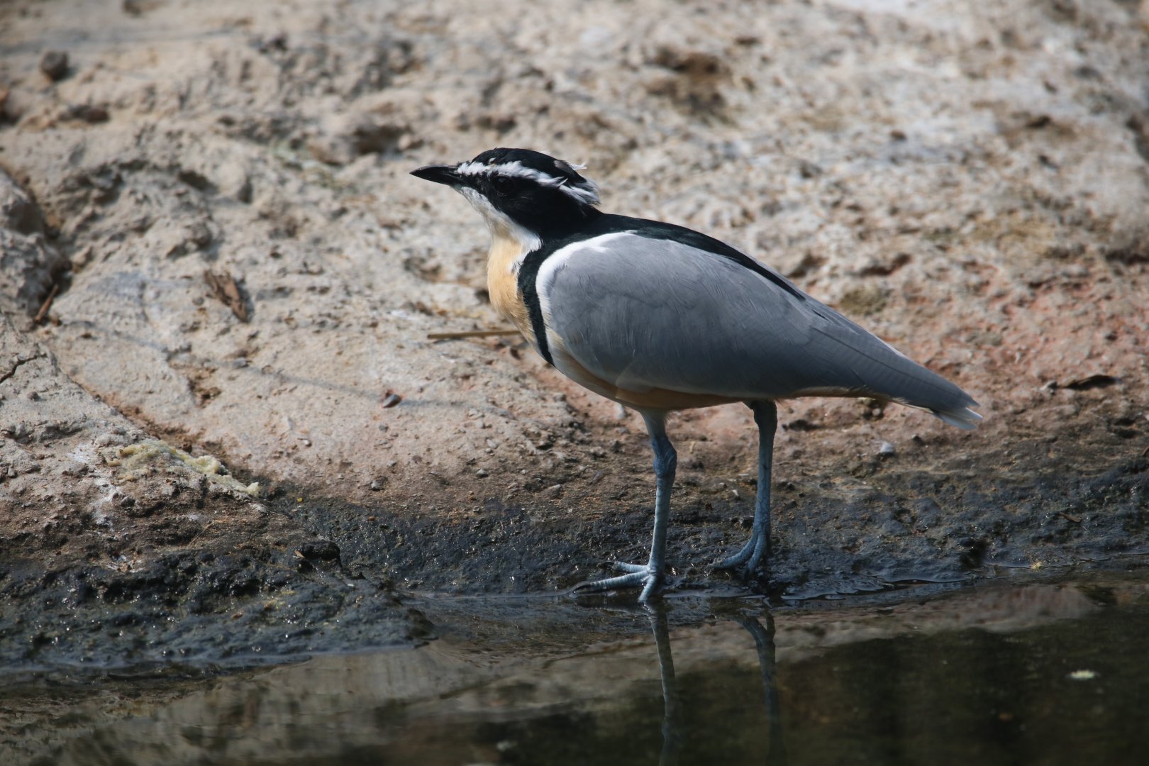 Egyptian plover