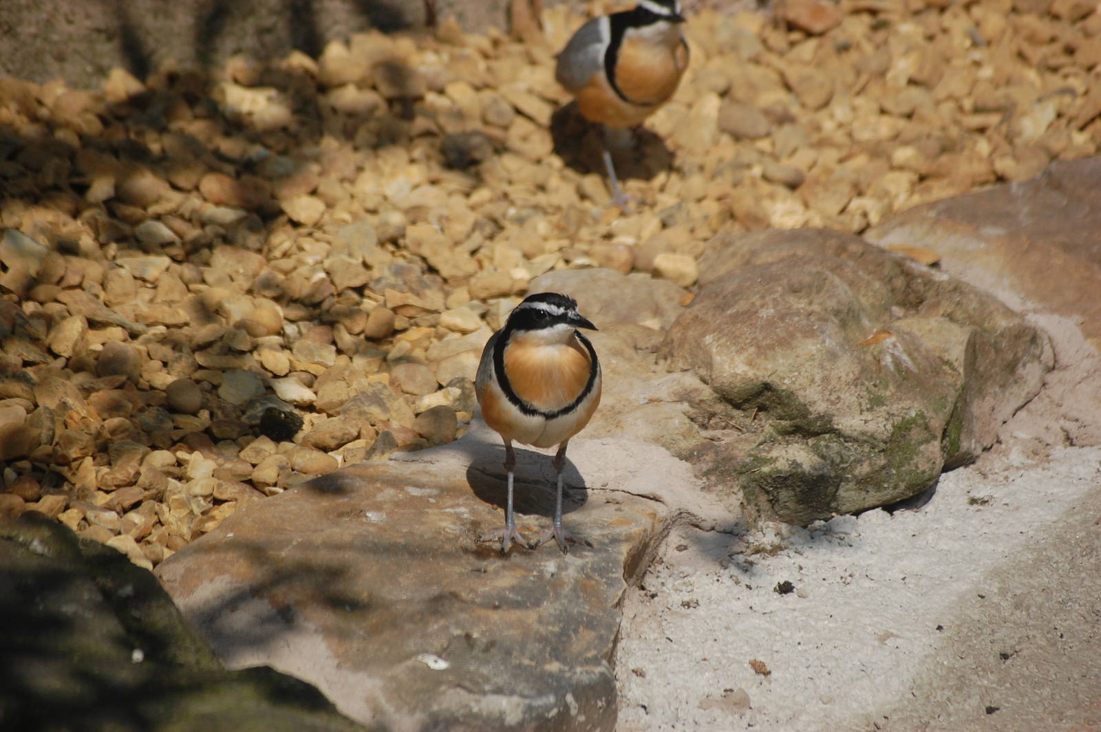 Egyptian Plover