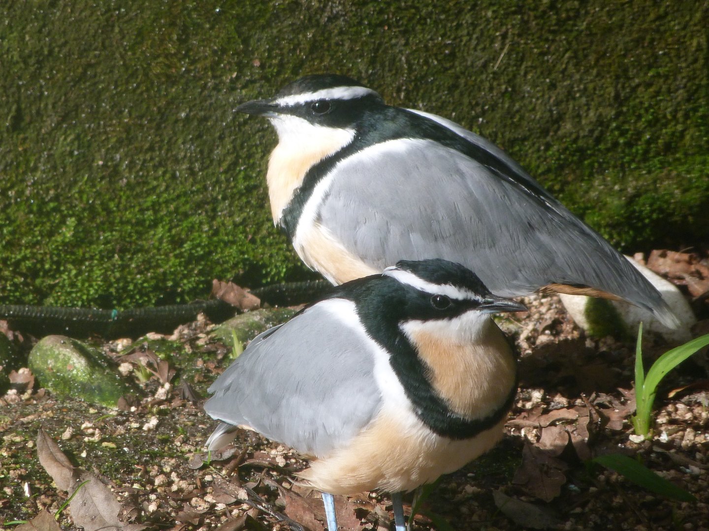 Egyptian plovers -Zoo de Santillana del Mar (2024)