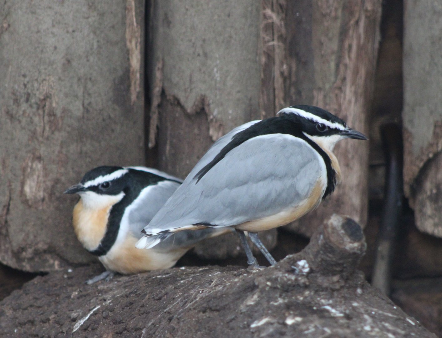 Egyptian plovers
