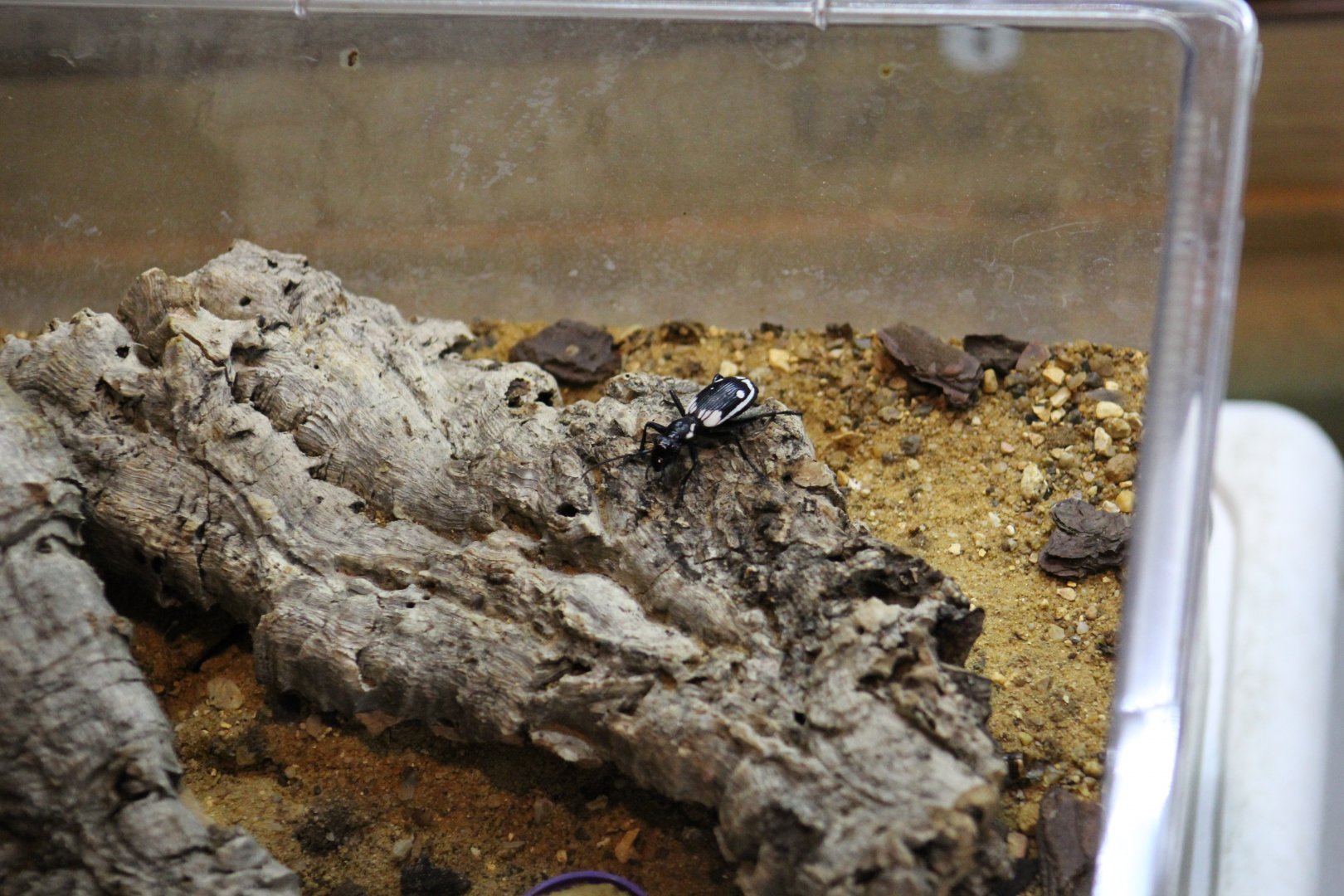 Egyptian Predatory Beetle