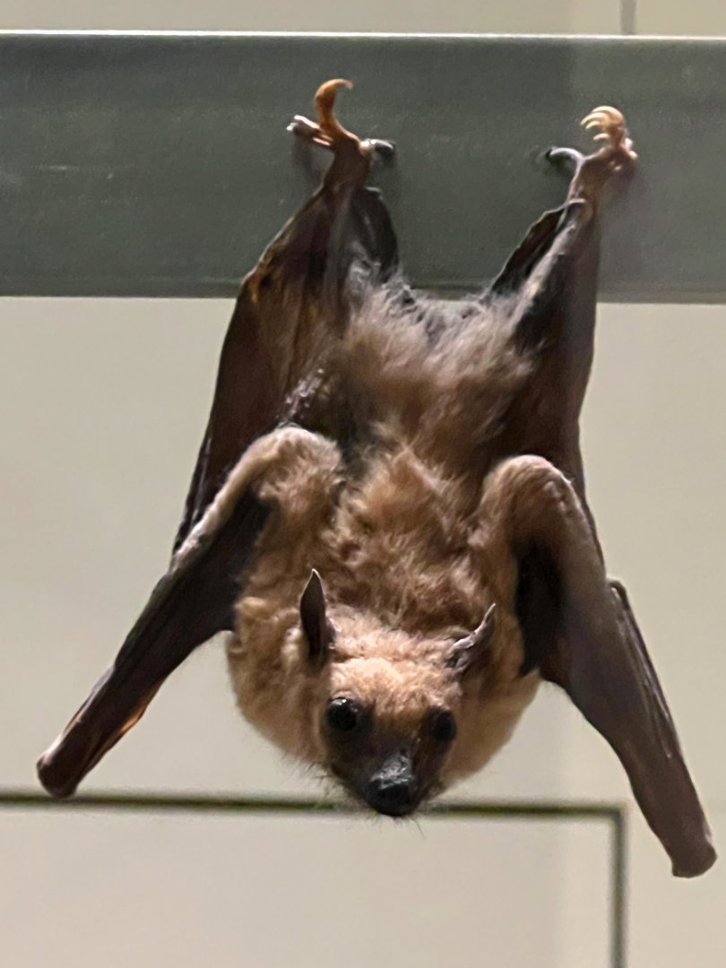 Egyptian Rousette Bat