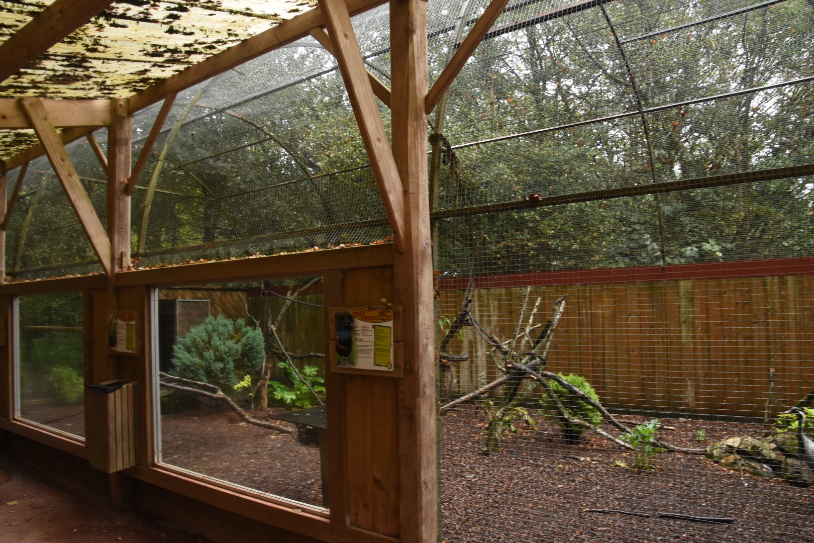 Egyptian Rousette & bird aviary