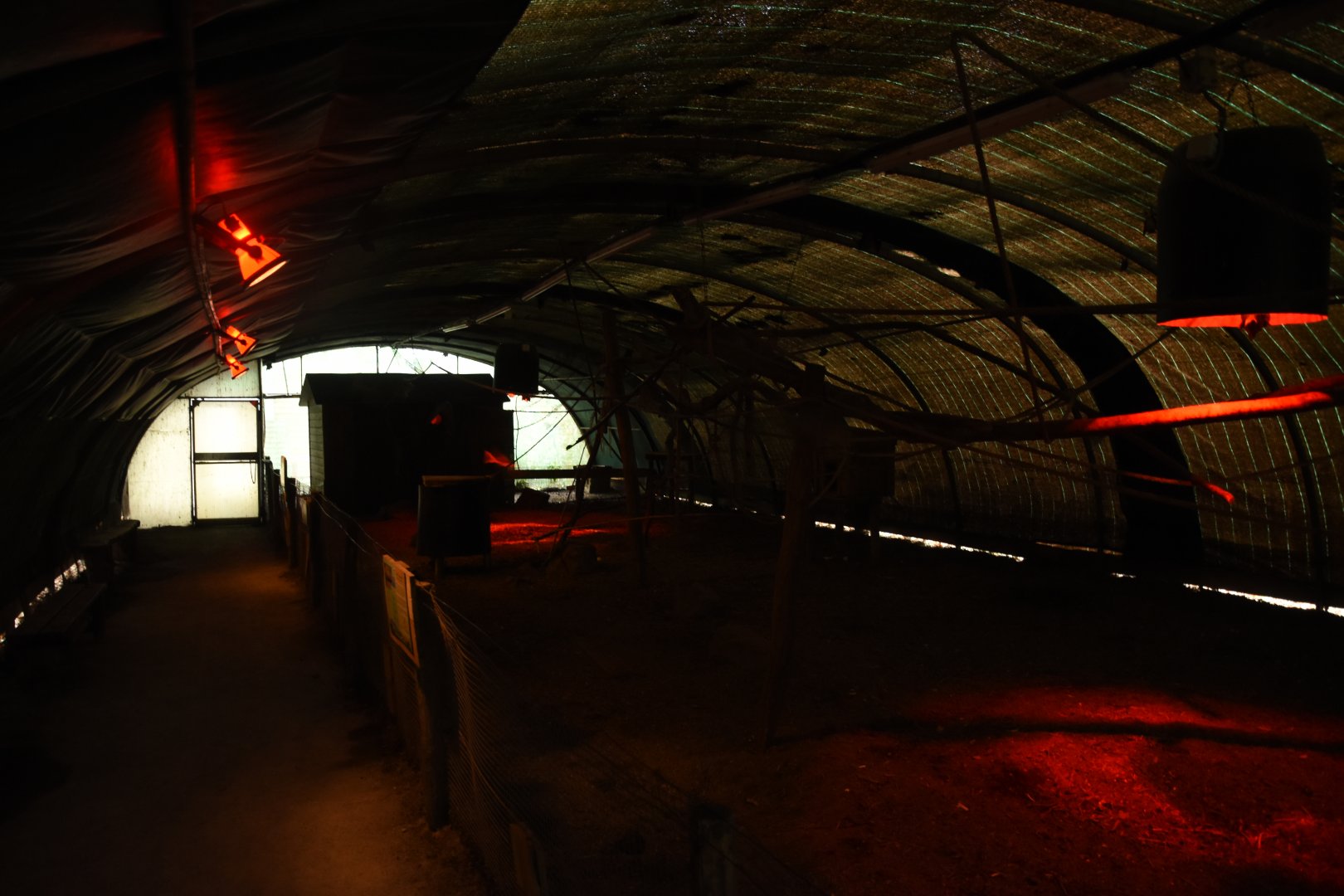 Egyptian Rousette enclosure