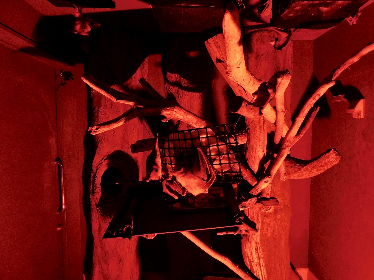 Egyptian Rousette Exhibit - Kawasui Kawasaki Aquarium October 8, 2025