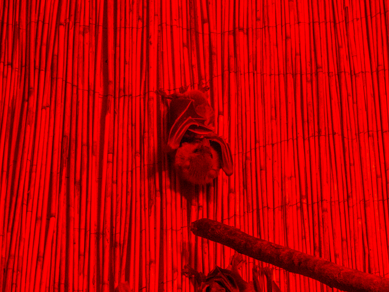 Egyptian rousette (Rousettus aegyptiacus)