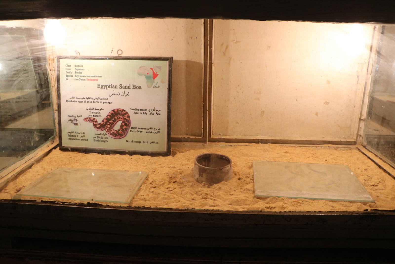 Egyptian sand boa enclosure + sign, February 2016