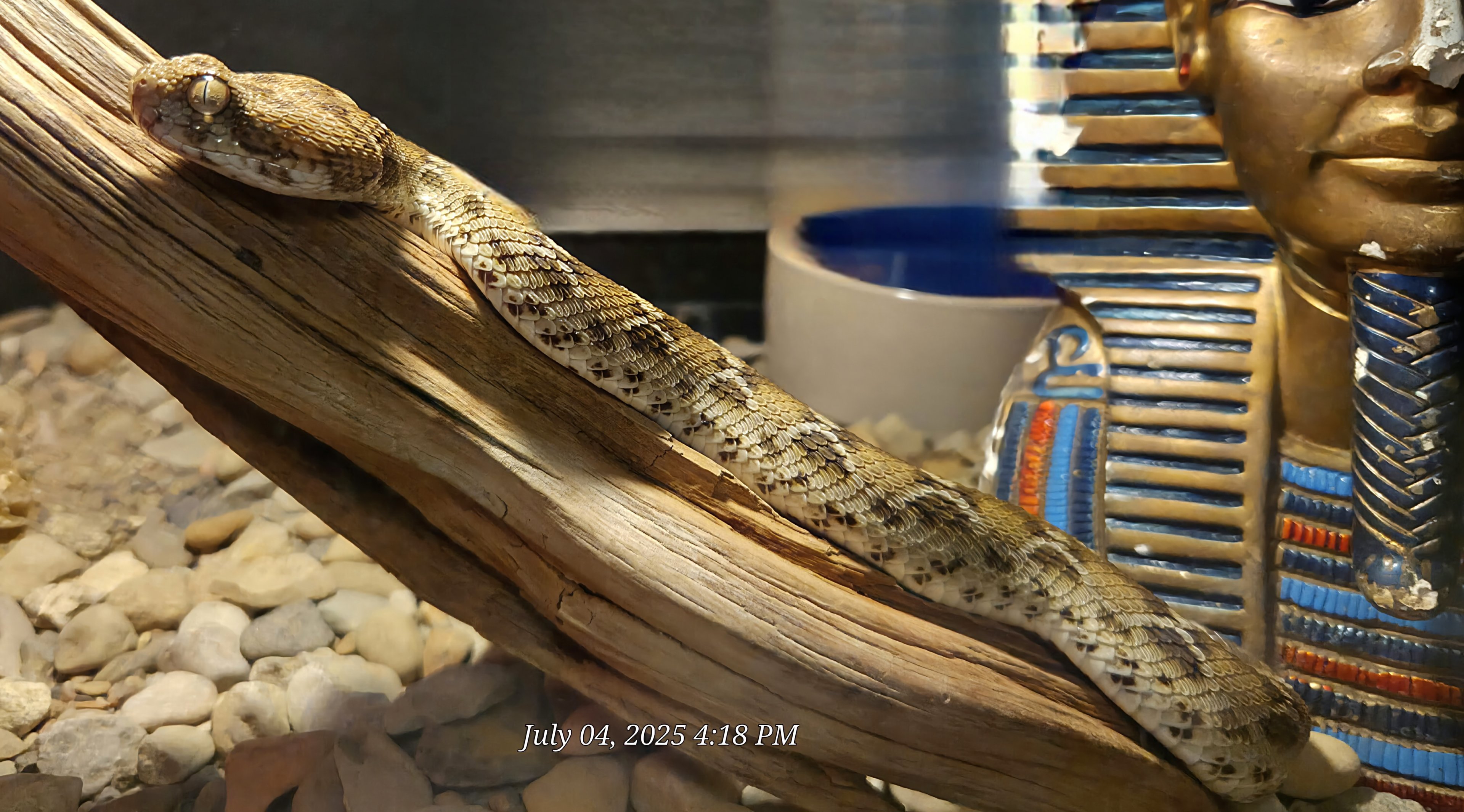 Egyptian Saw-Scaled Viper - July 2025