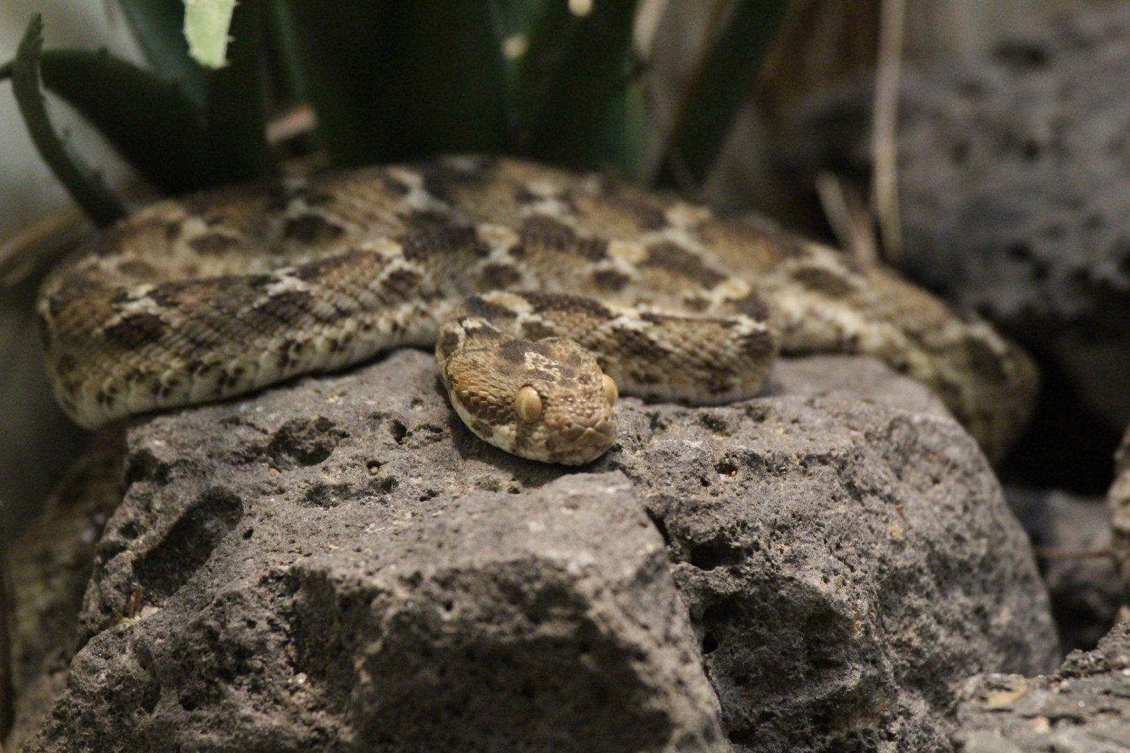 Egyptian Saw-scaled Viper