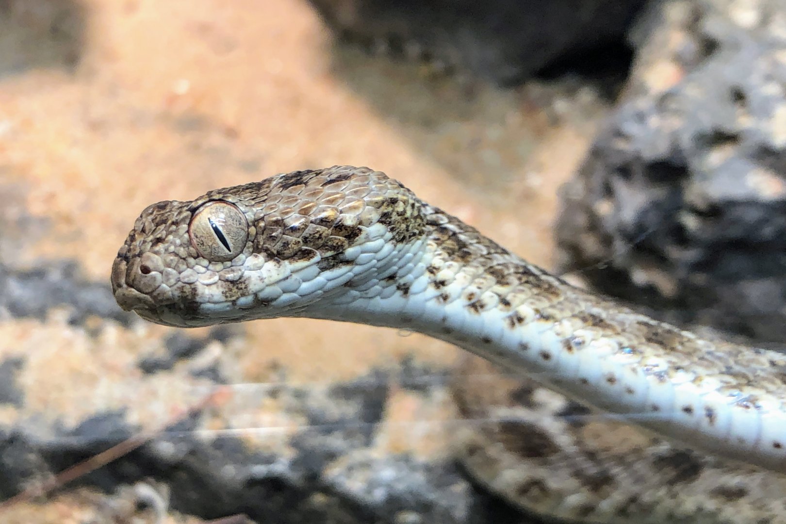 Egyptian Saw-scaled Viper