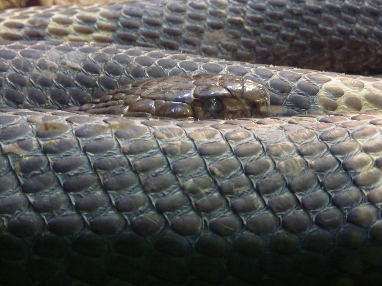 Egyptian Snouted Cobra