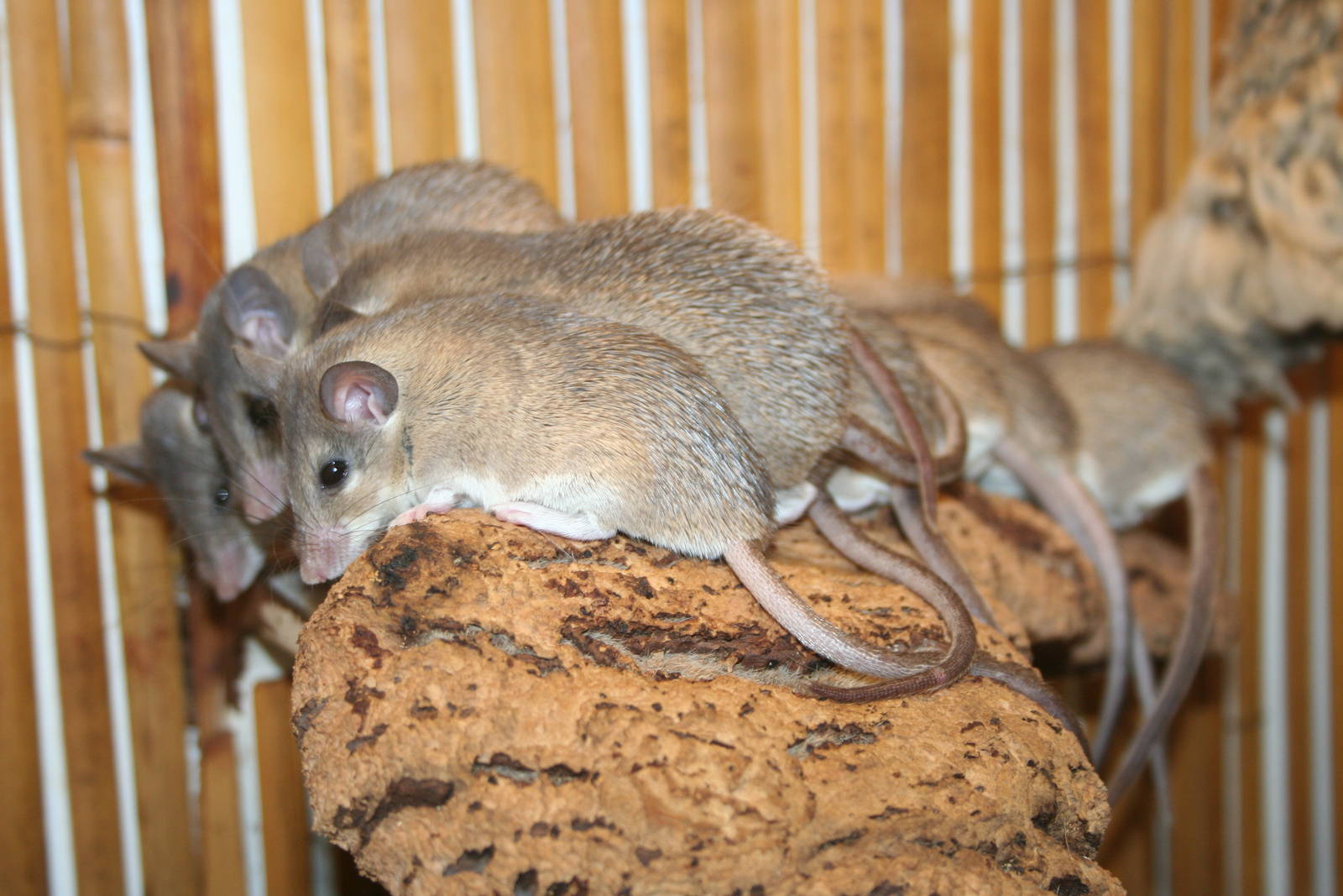 Egyptian spiny mice