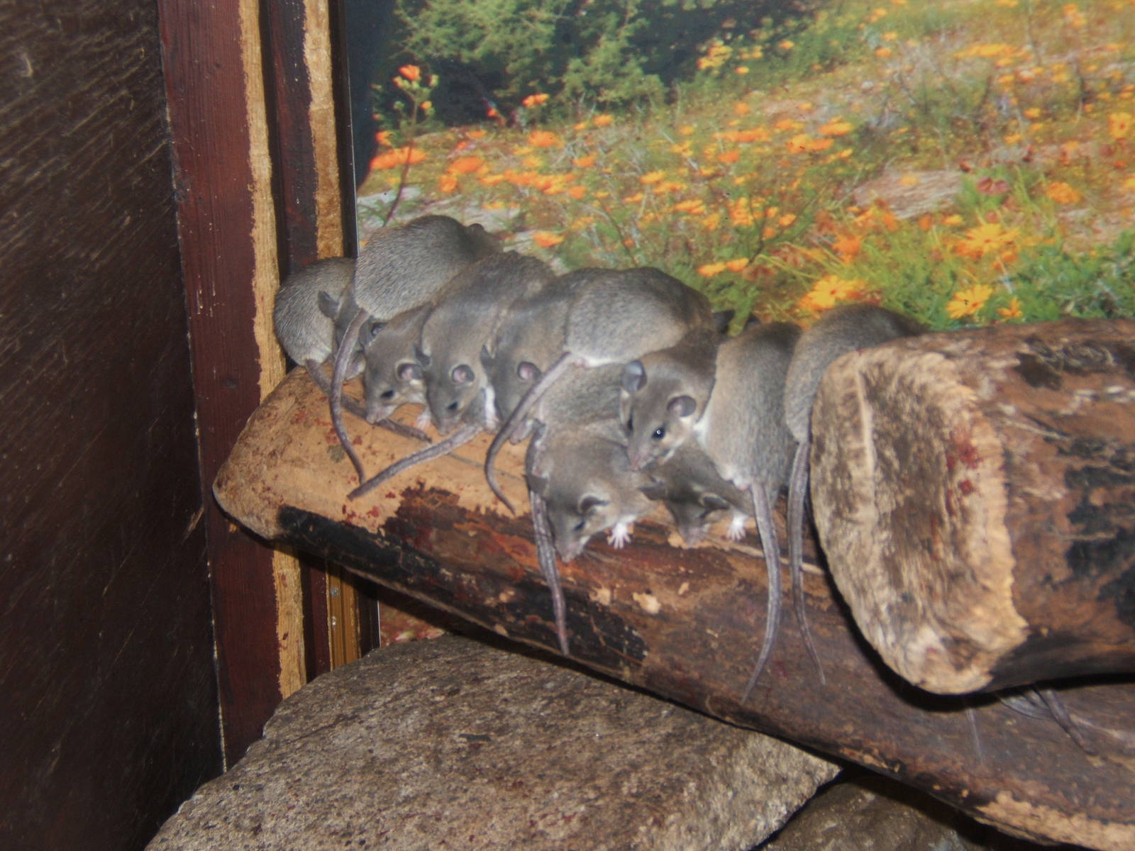 Egyptian Spiny Mouse