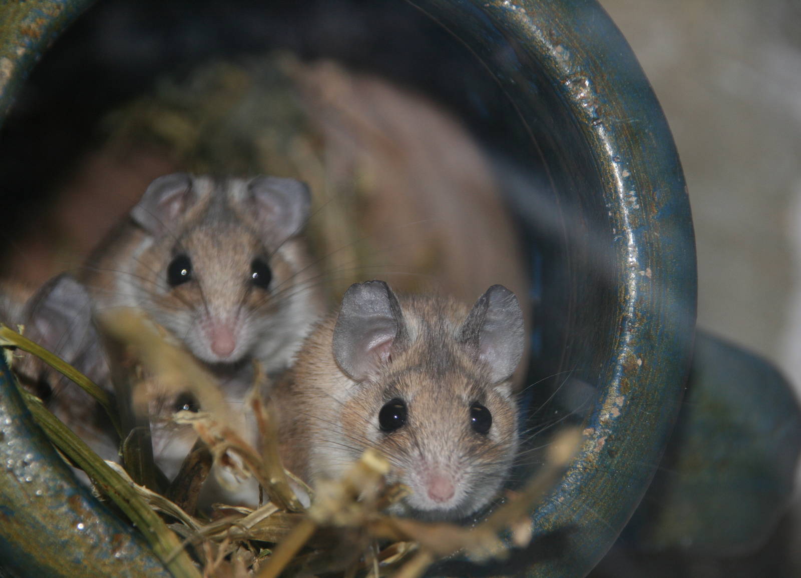 Egyptian spiny mouse