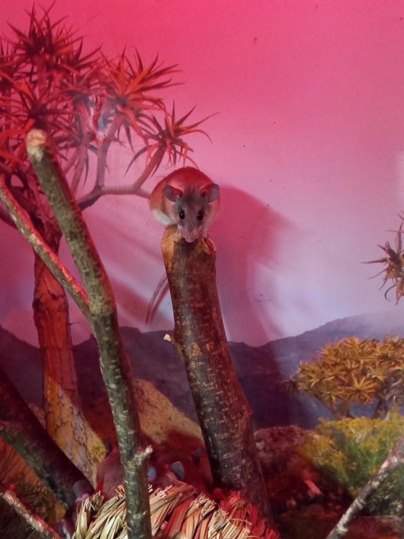 Egyptian Spiny Mouse