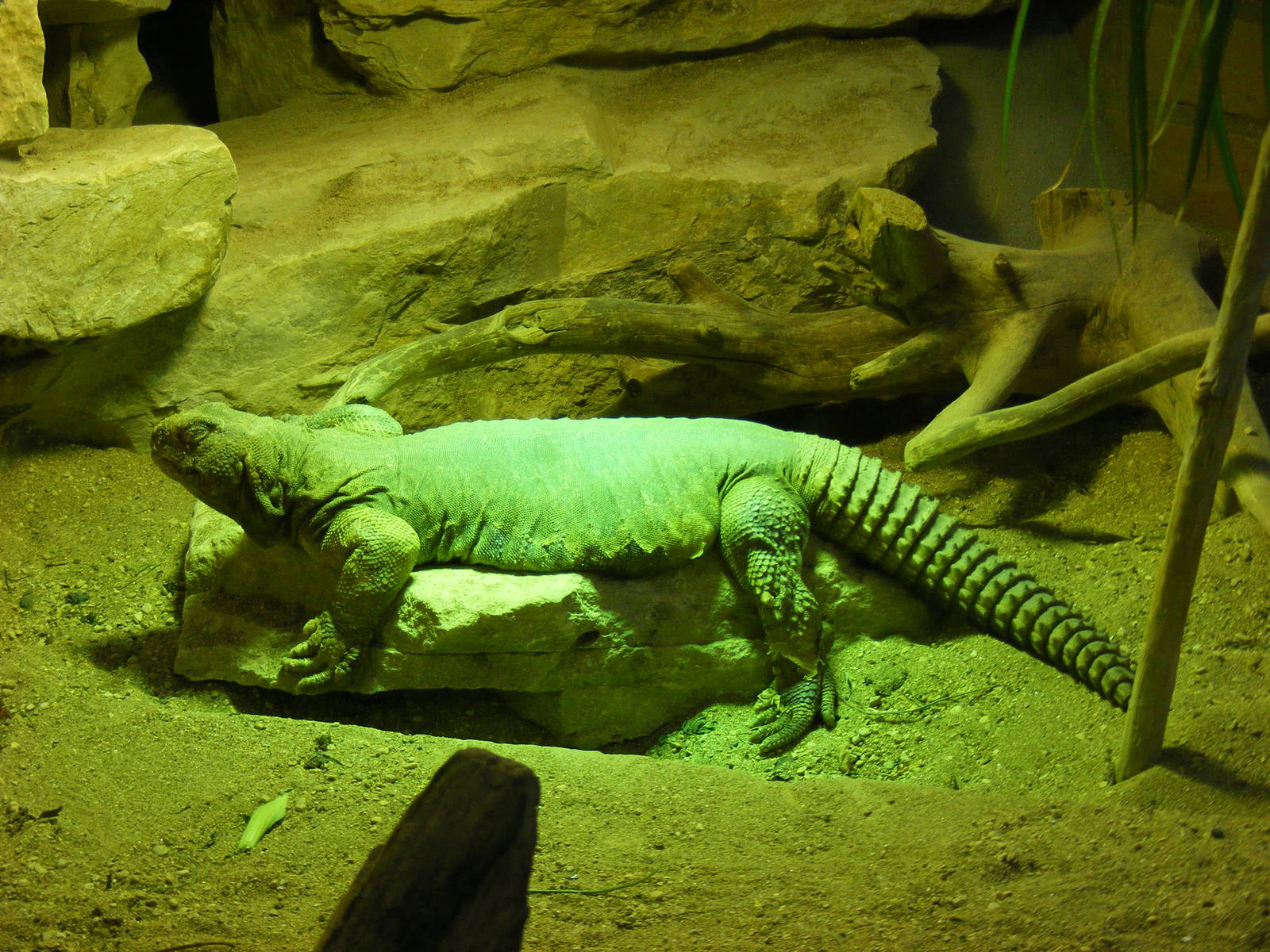 Egyptian spiny tailed lizard at Bristol Zoo, 1 August 2010