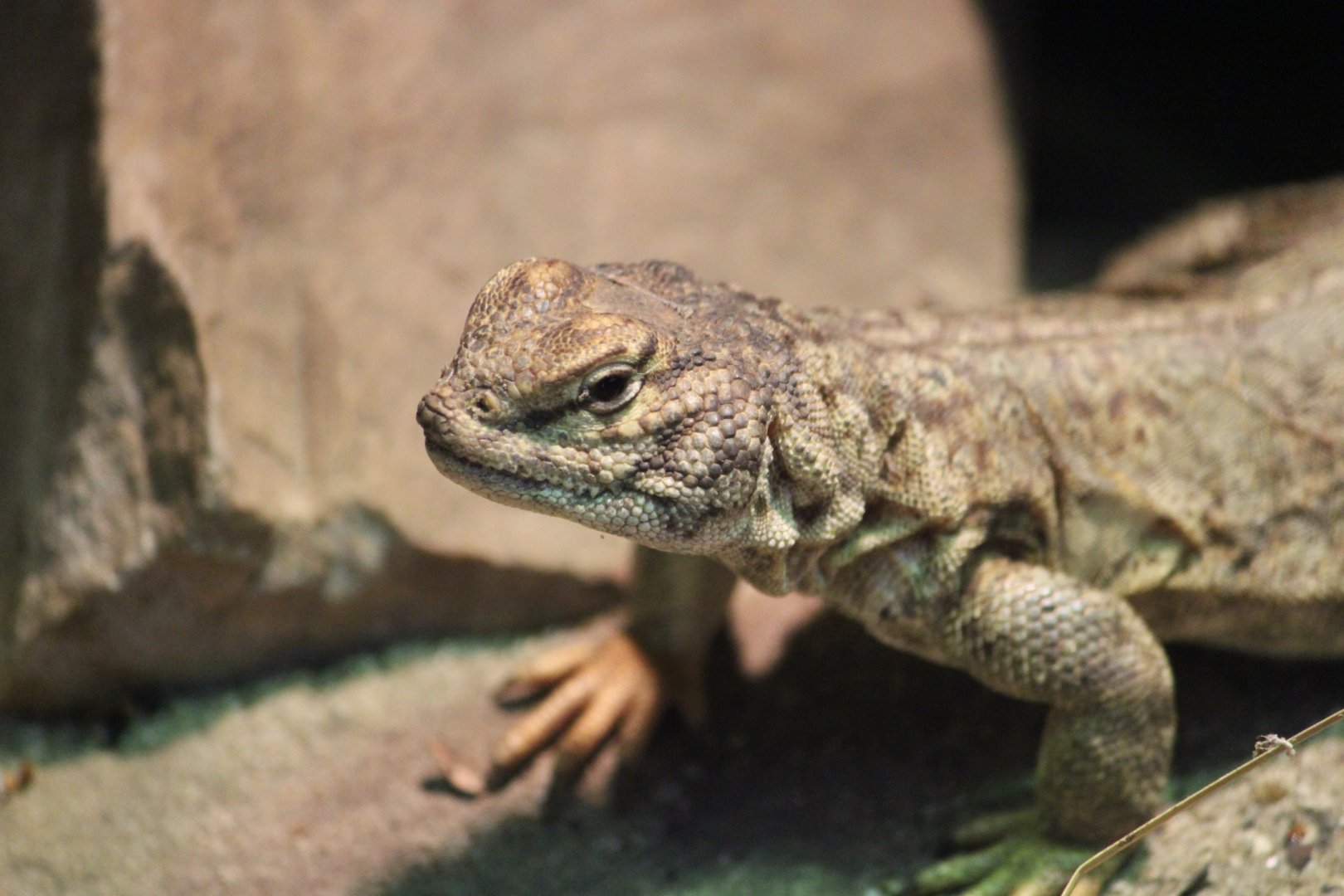 Egyptian Spiny-tailed Lizard, Detroit Zoo