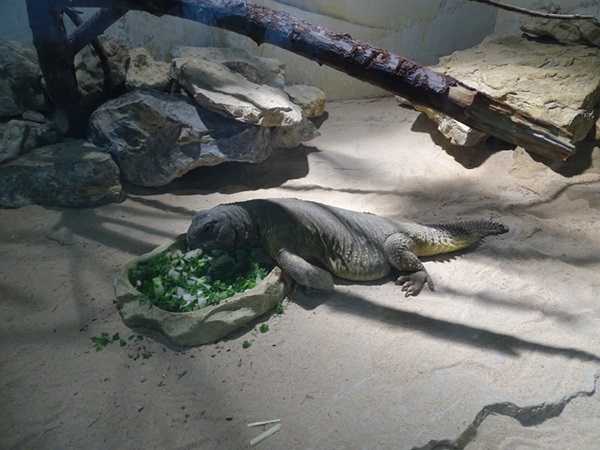 Egyptian spiny-tailed lizard (Uromastyx aegyptia)