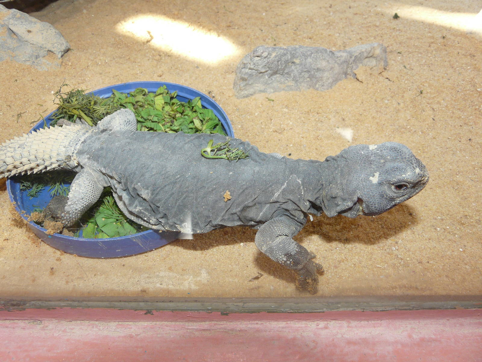 Egyptian spiny-tailed lizard/ Uromastyx aegyptius