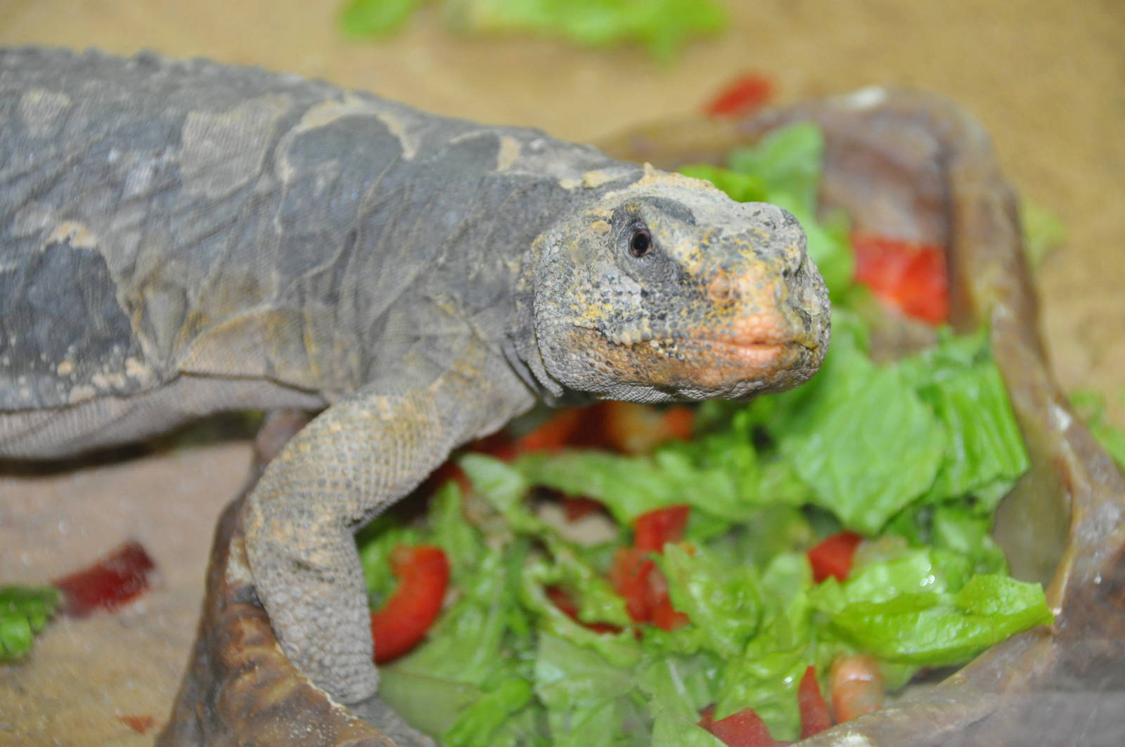 Egyptian spiny-tailed lizard/ Uromastyx aegyptius