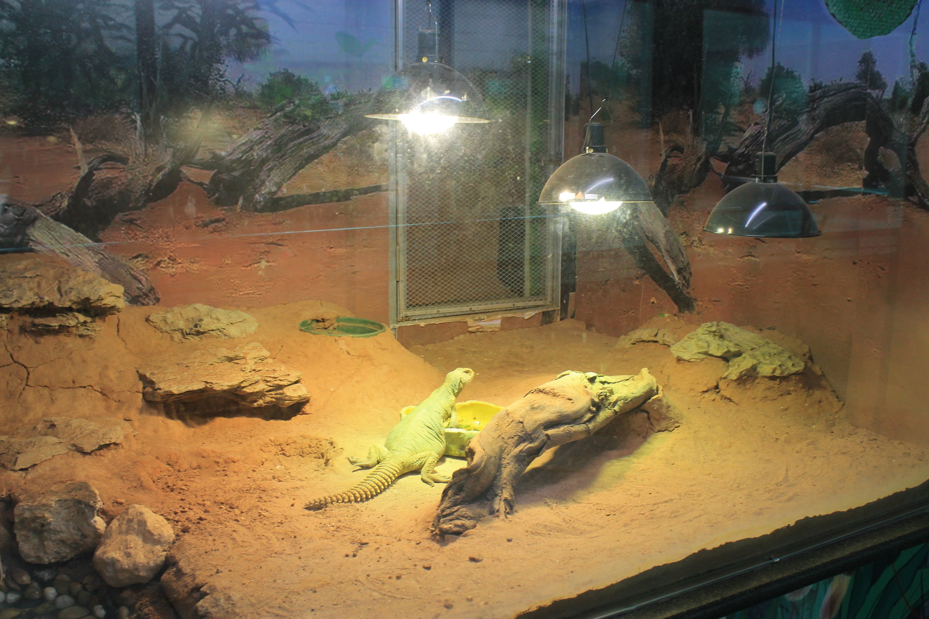 Egyptian Spiny-tailed Lizard (Uromastyx aegytiaca microlepis)