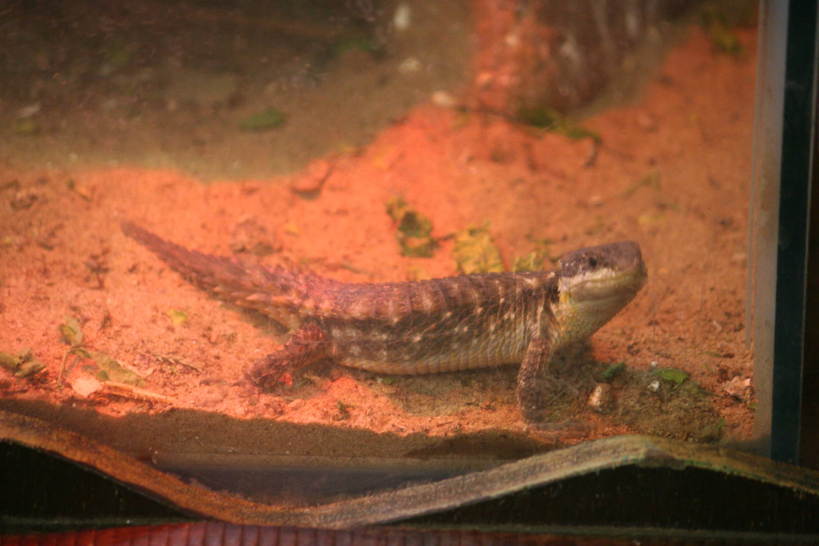 Egyptian spiny-tailed lizard