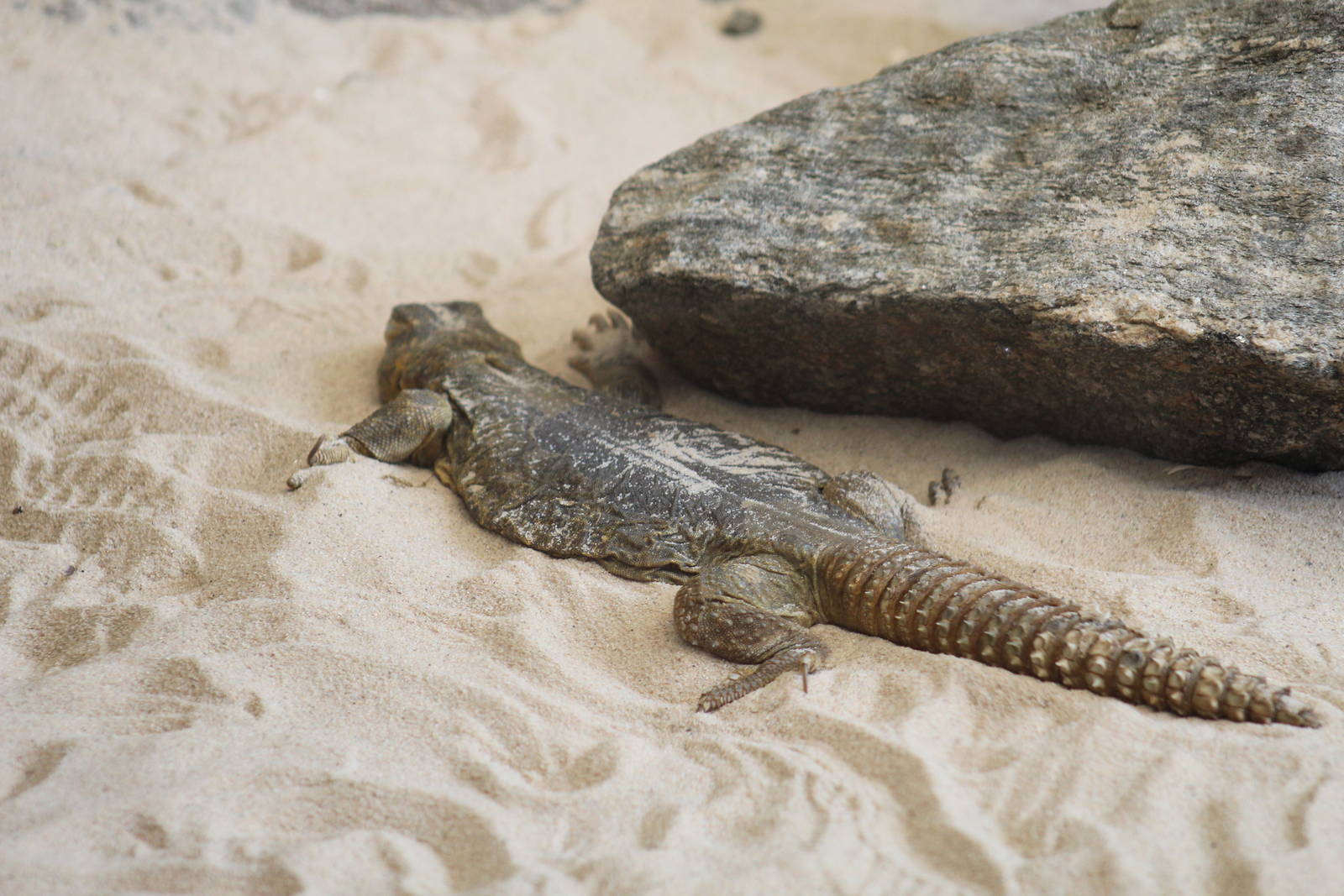 Egyptian Spiny-Tailed Lizard