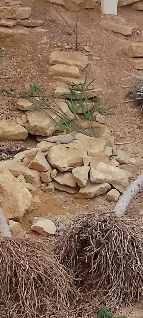 Egyptian Spiny tailed Lizard???