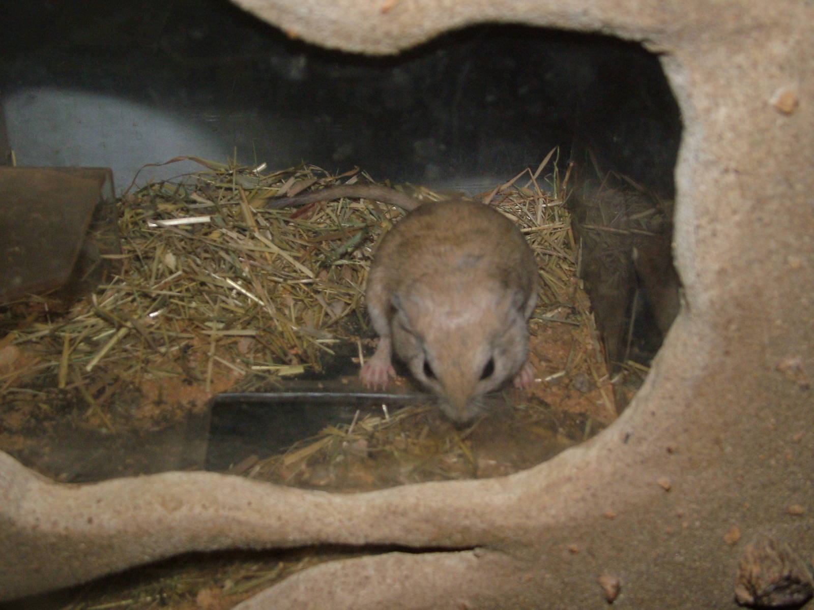 Egyptian Sundevall's Jird at Plzen, 25/05/10