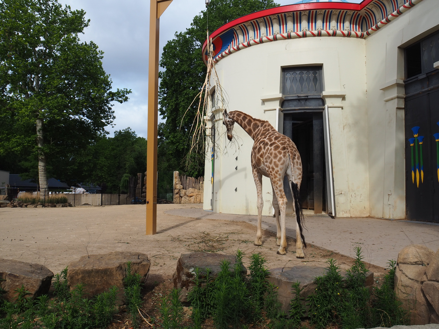 Egyptian Temple and Impure giraffe and Hartmann's mountain zebra paddock, 2020-06-28