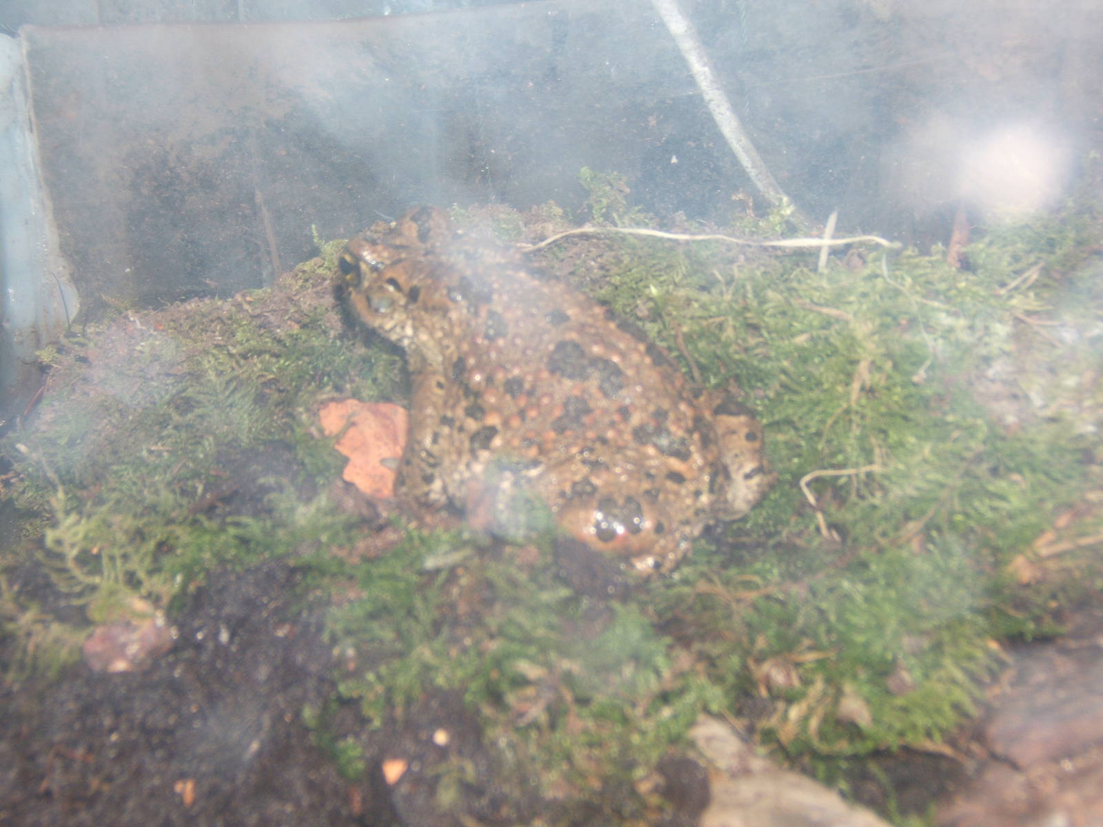 Egyptian Toad