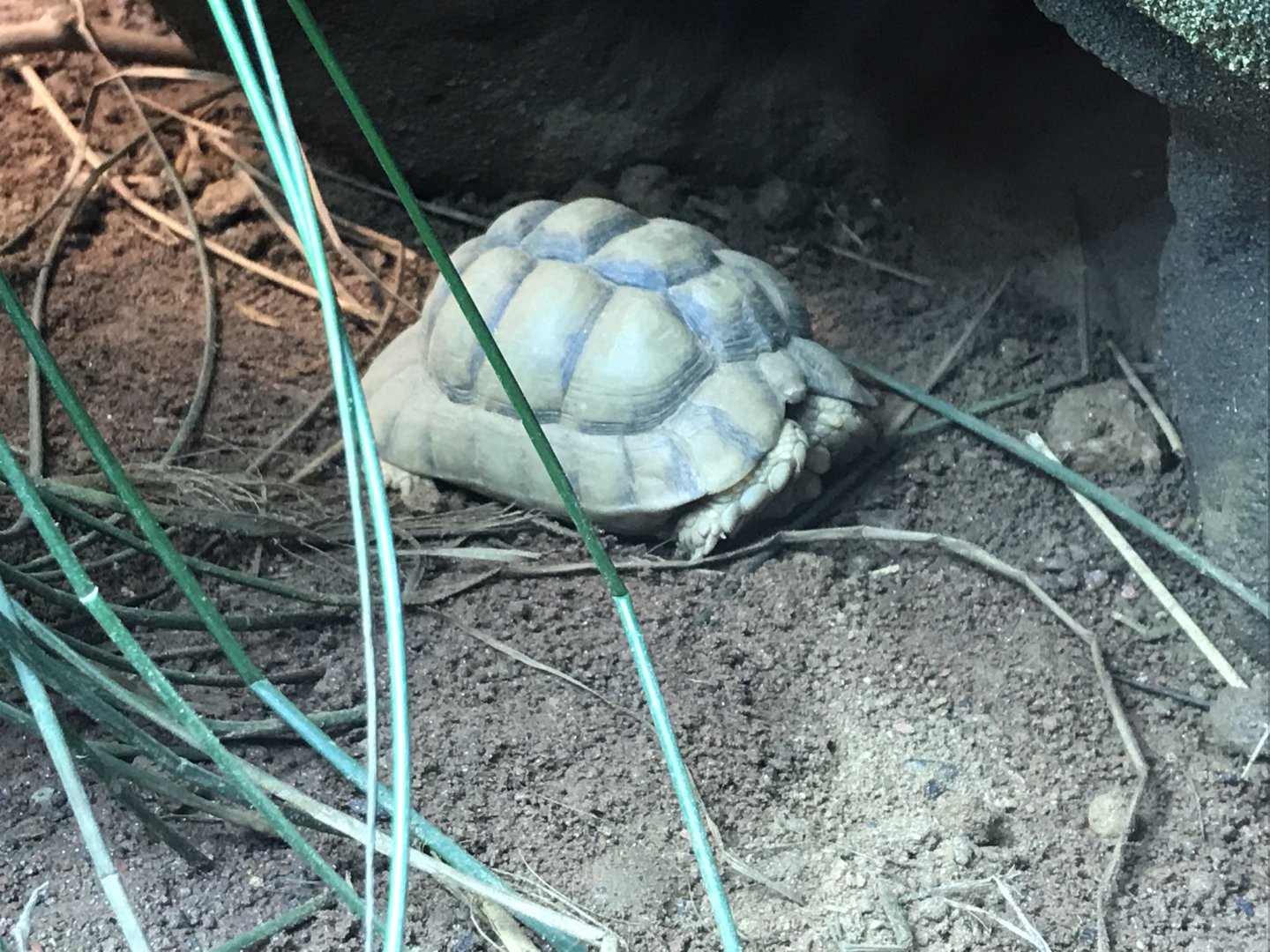 Egyptian Tortoise 110519