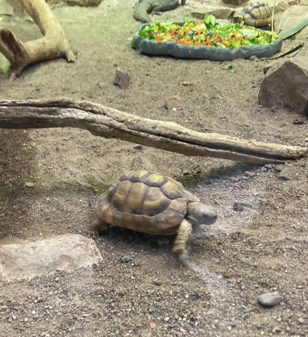 Egyptian tortoise (3/3/24)