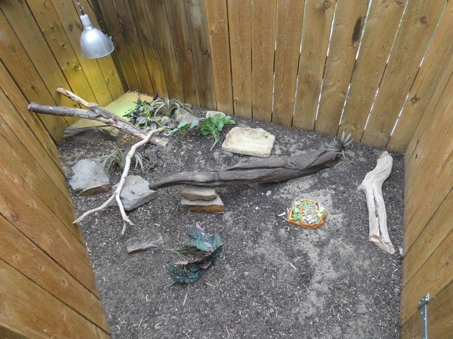 Egyptian tortoise and Bearded dragon enclosure (Plantasia Swansea)