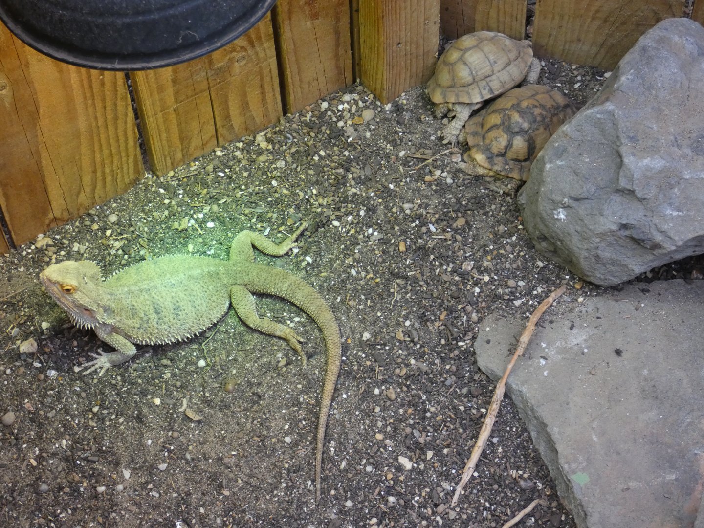 Egyptian tortoise and Bearded dragon (Plantasia Swansea)