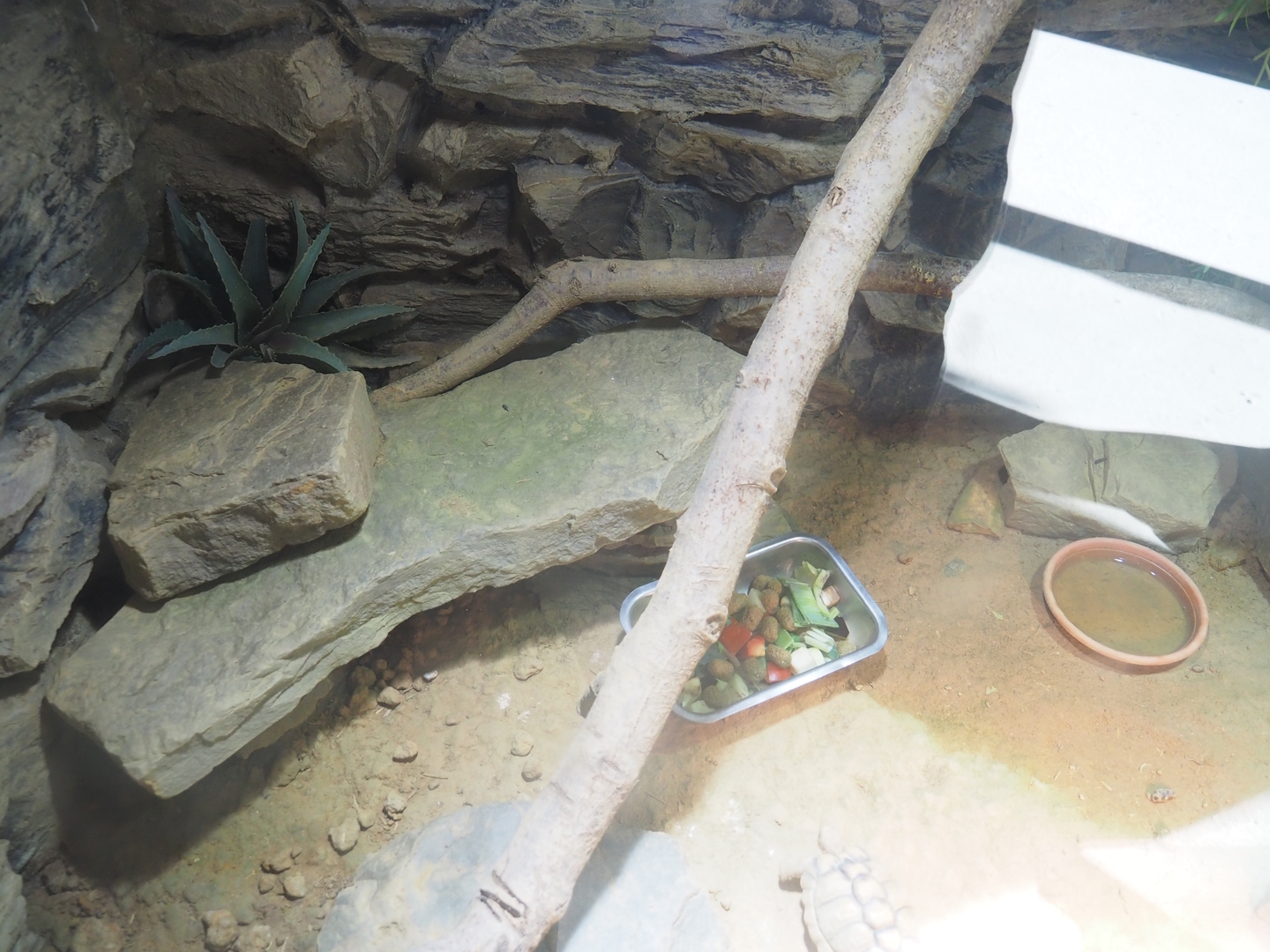 Egyptian tortoise and North African mastigure terrarium, 2022-10-09