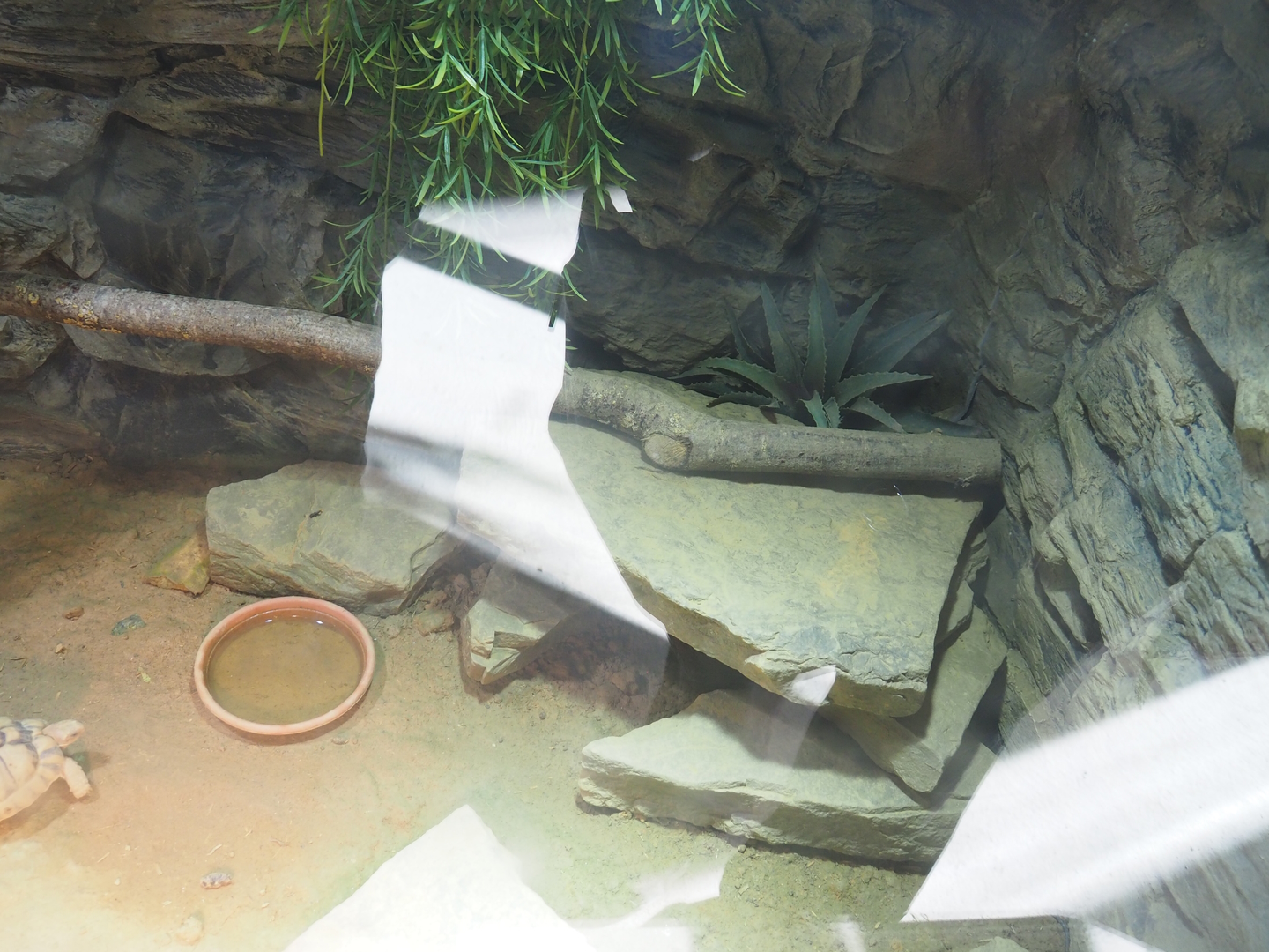 Egyptian tortoise and North African mastigure terrarium, 2022-10-09