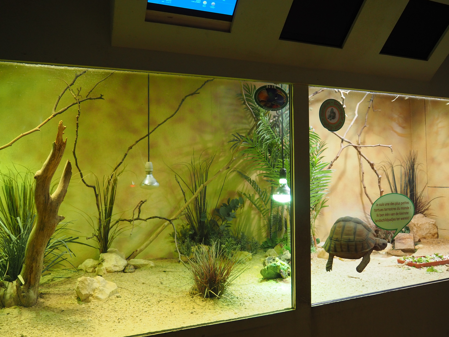 Egyptian tortoise and Savigny's agama terrarium, 2019-10-04