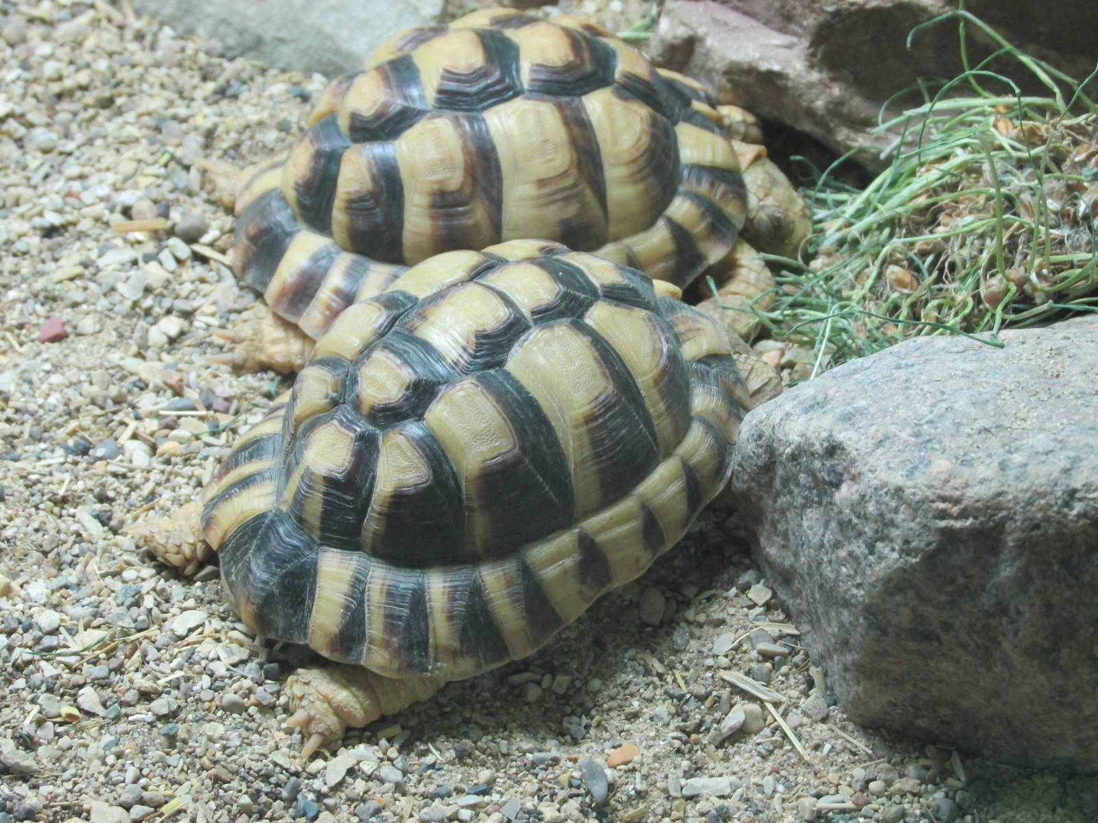 egyptian tortoise brookfield zoo