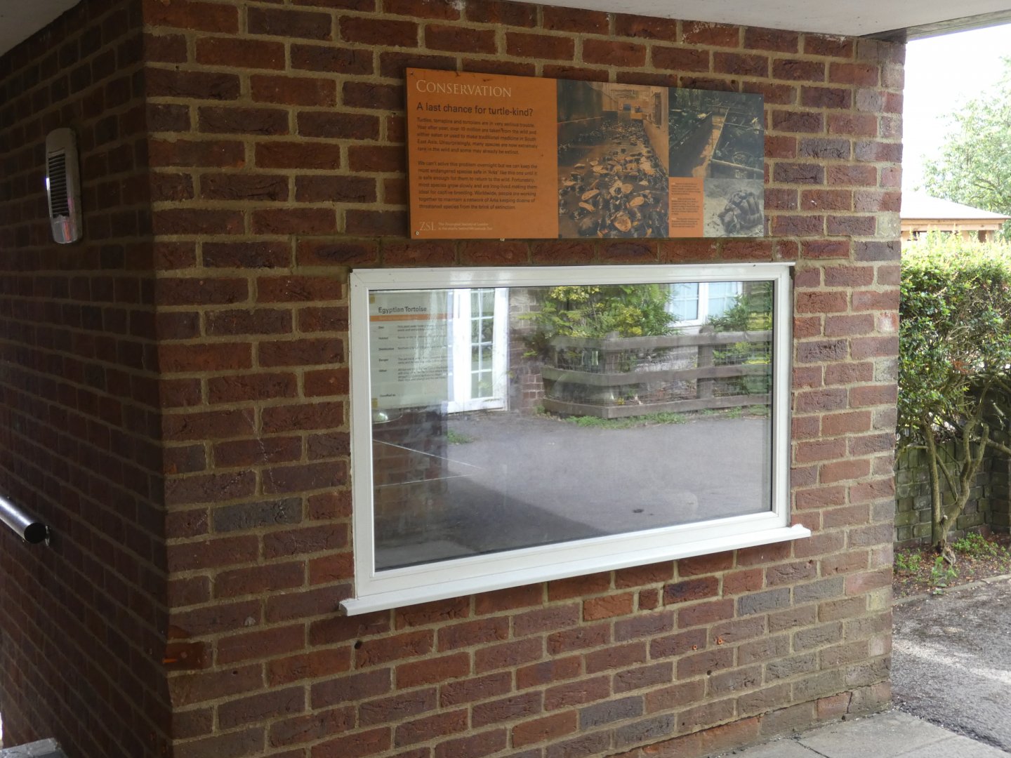 Egyptian Tortoise enclosure