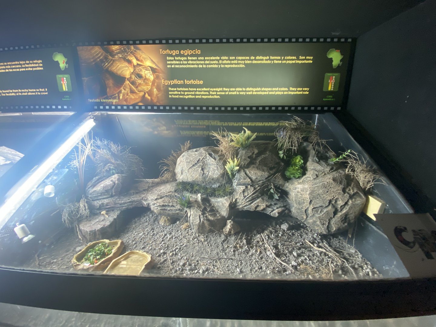 Egyptian tortoise exhibit
