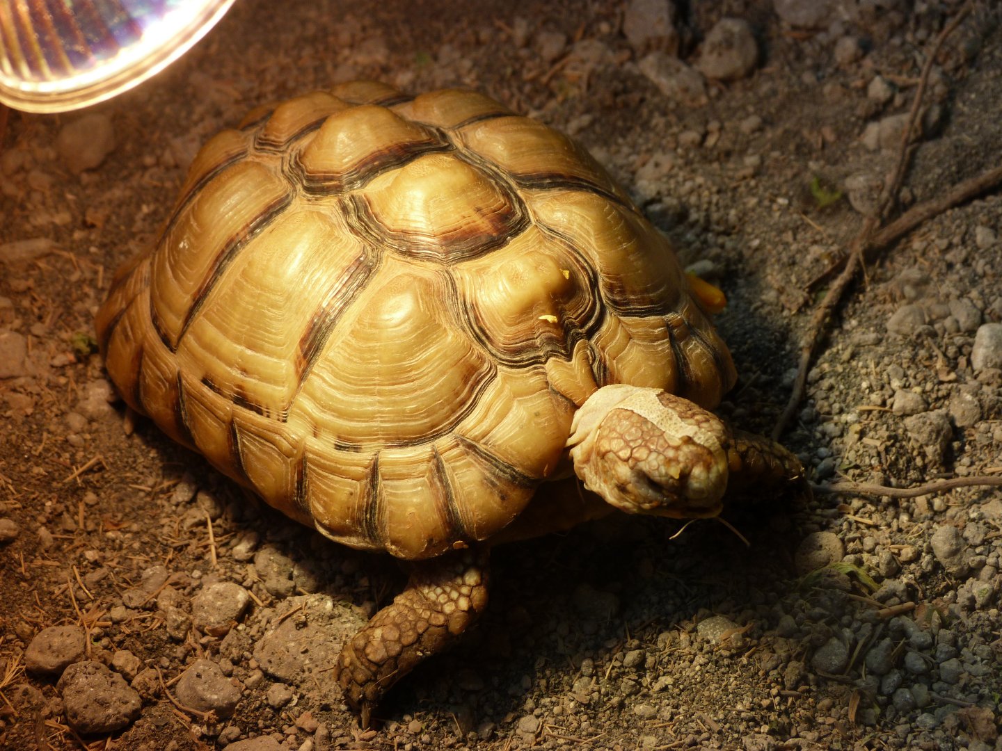 Egyptian tortoise -Faunia (2025)