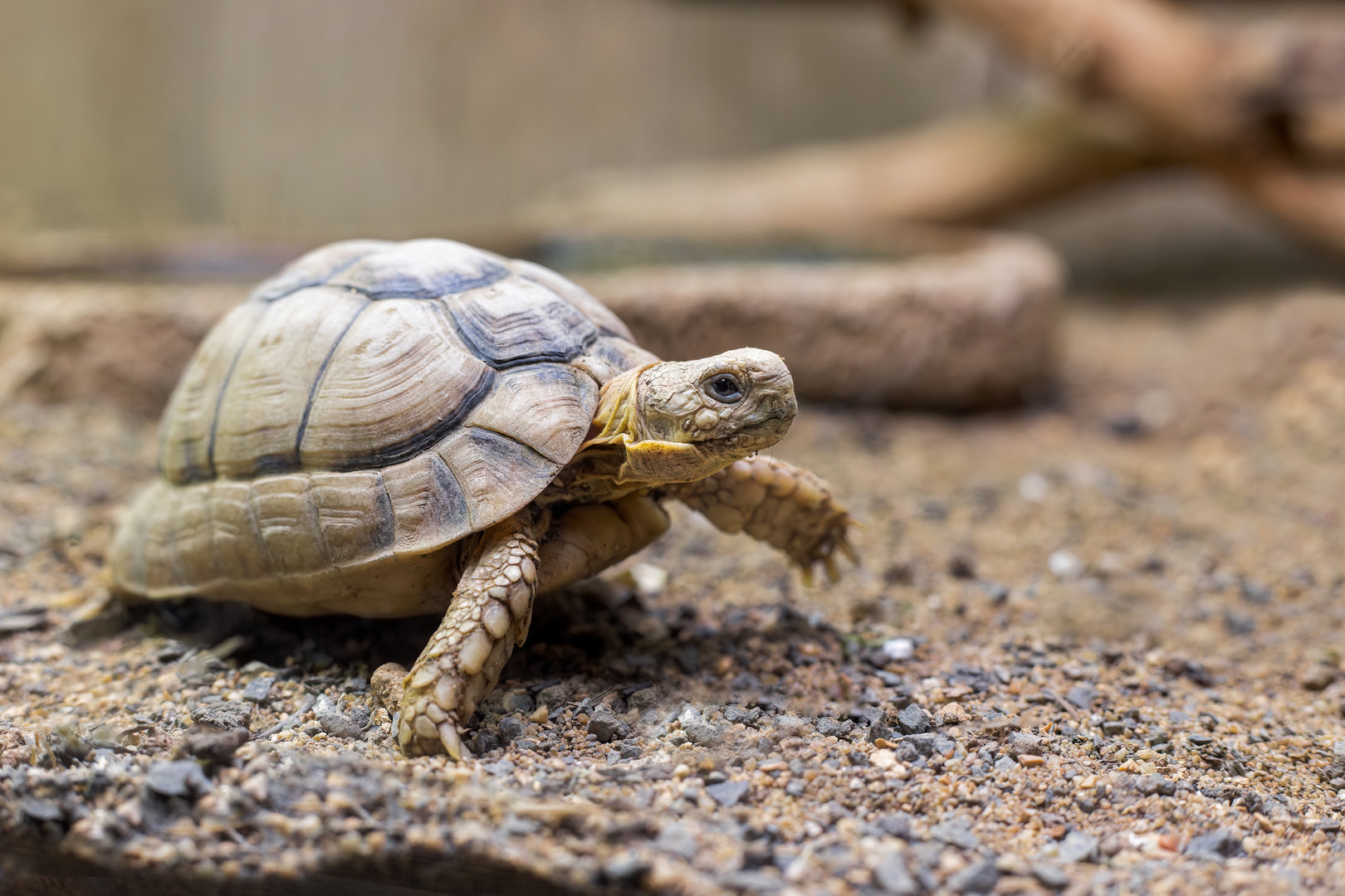 Egyptian Tortoise / Hamerton / 2-11-22