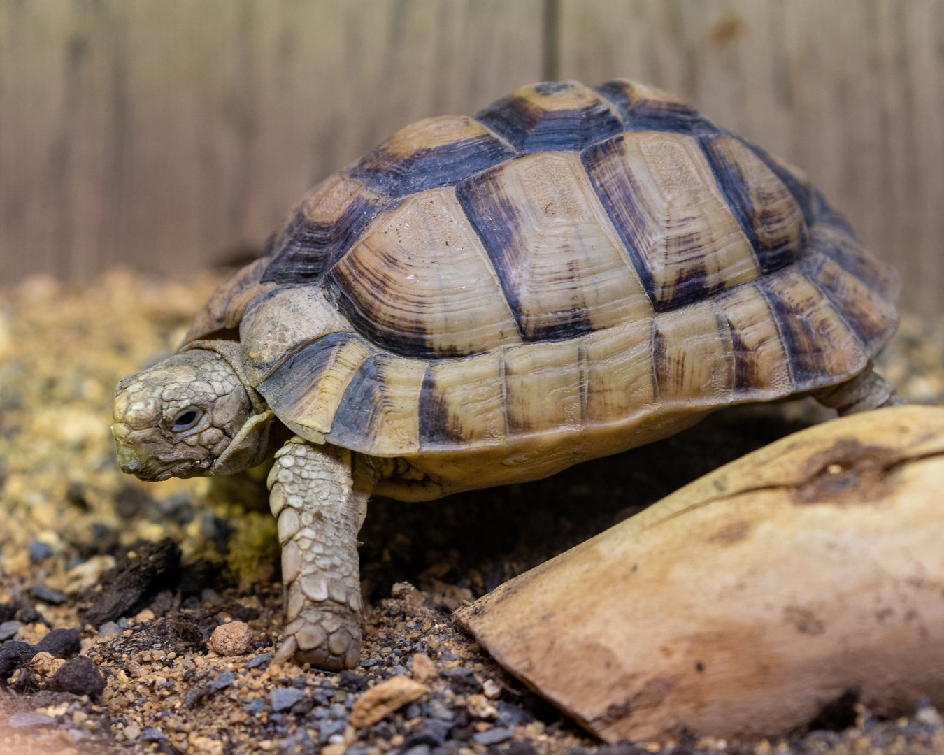 Egyptian Tortoise / Hamerton / 23-9-21