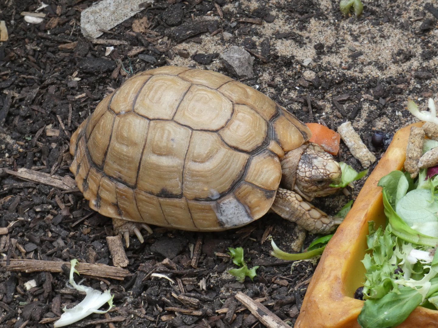 Egyptian tortoise (Plantasia Swansea)