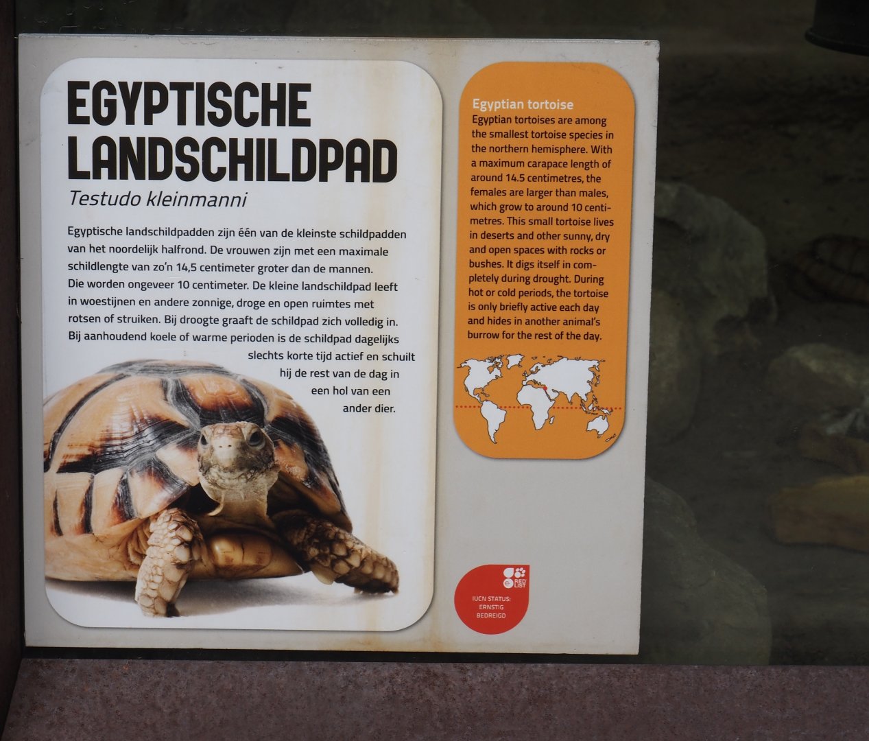 Egyptian tortoise signage, 2024-08-18