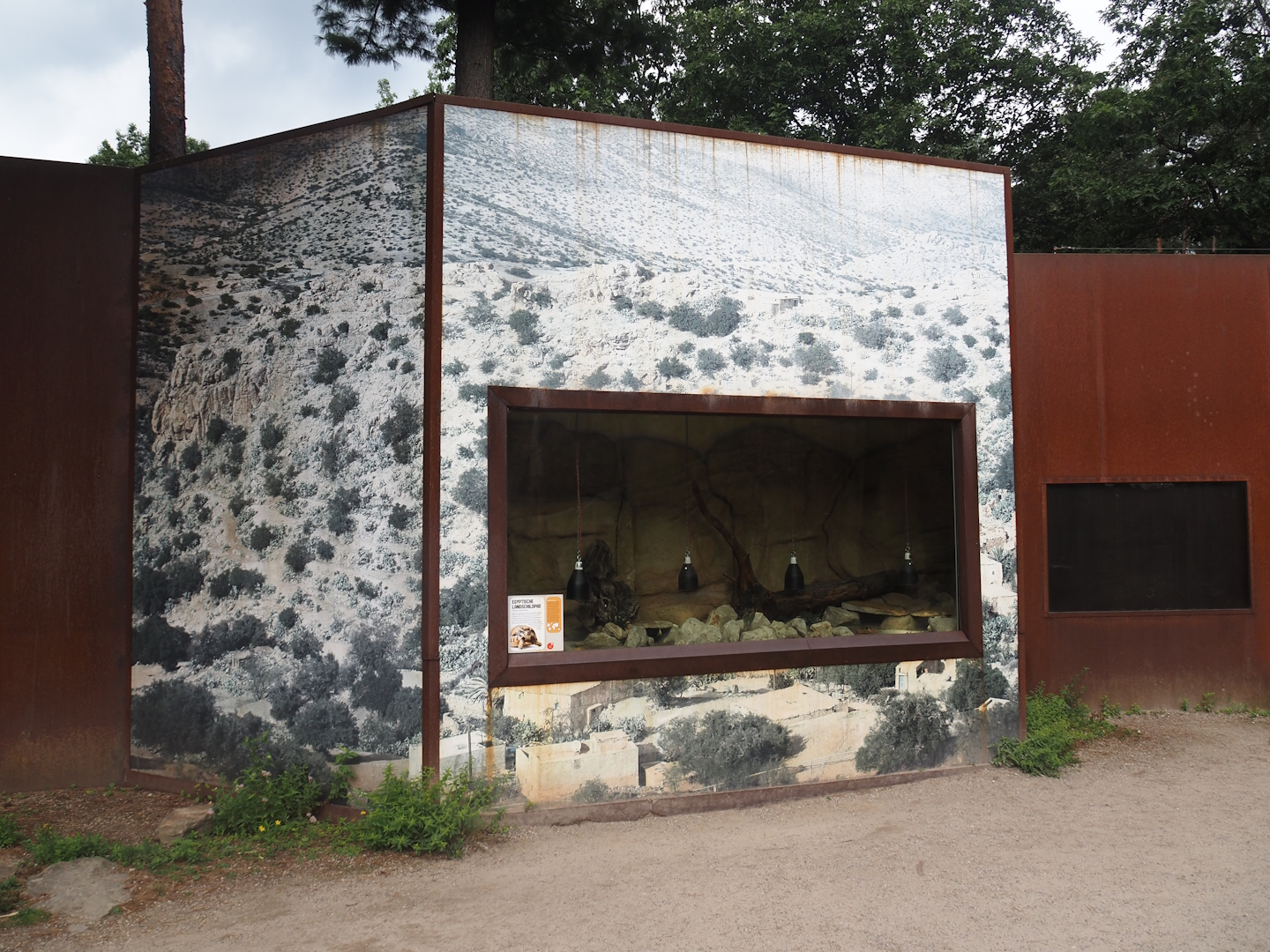 Egyptian tortoise terrarium in the Barbary macaque walk-through area, 2024-08-18