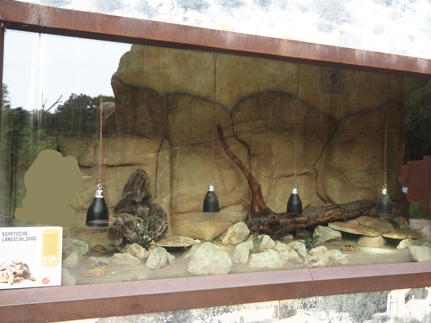 Egyptian tortoise terrarium in the Barbary macaque walk-through area, 2024-08-18