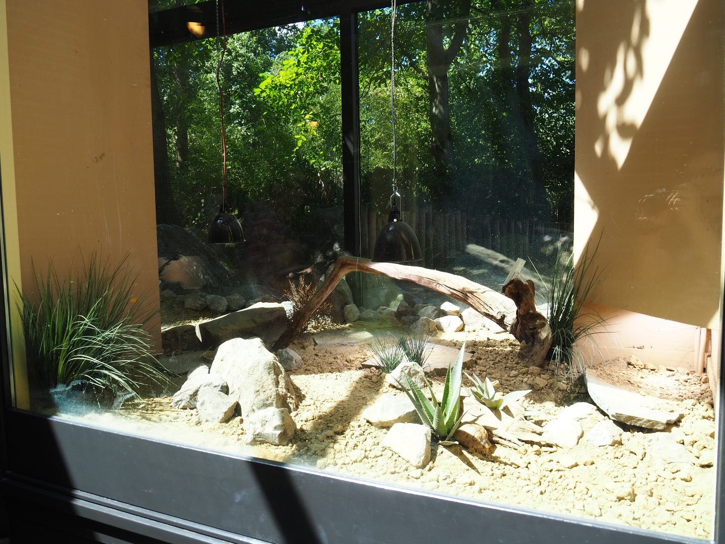 Egyptian tortoise terrarium in the rhinoceros house