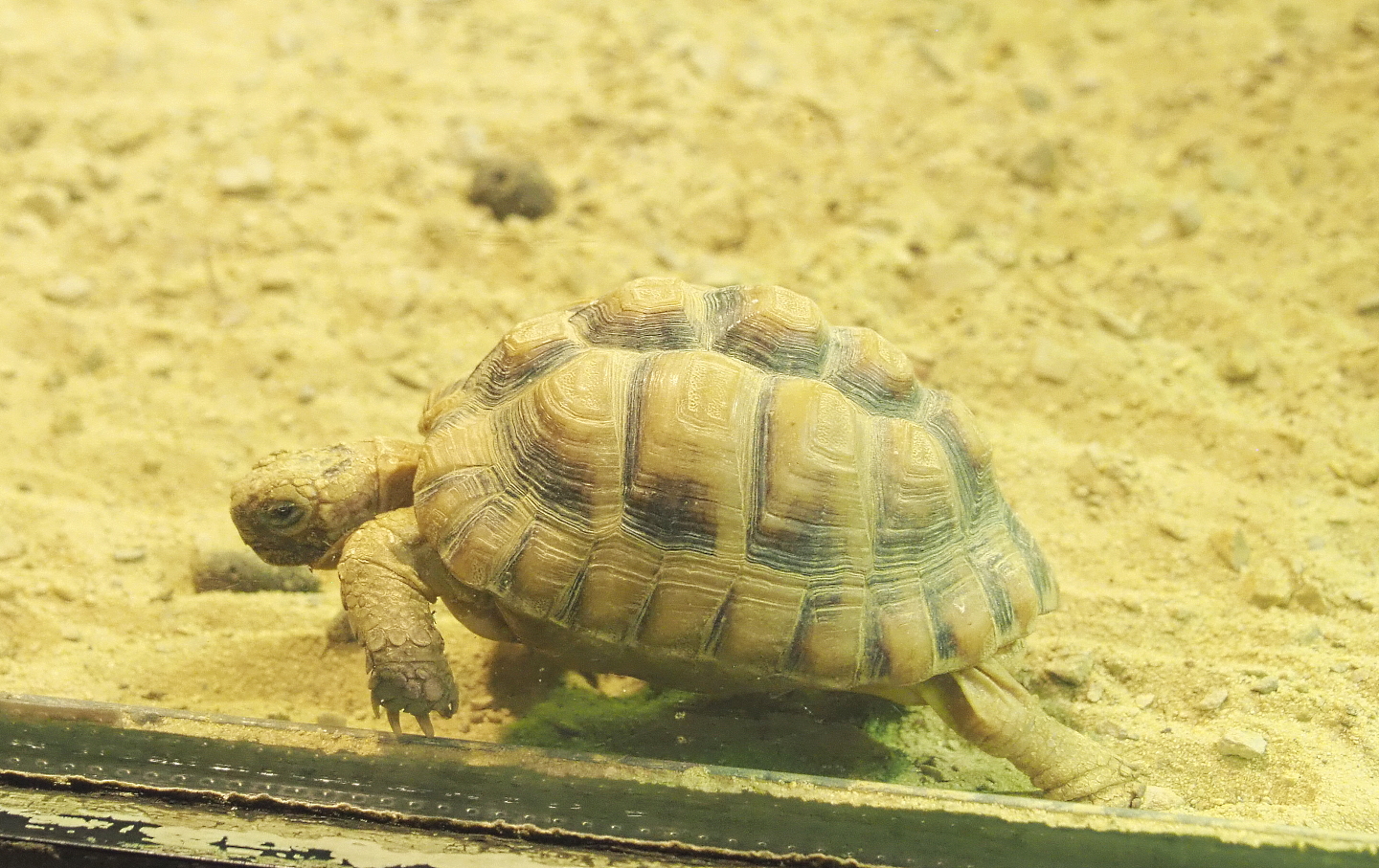 Egyptian tortoise (Testudo kleinmanni), 2021-09-03